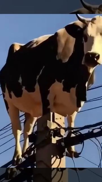 Так много вопросов и так мало 
ответов😅😅😅