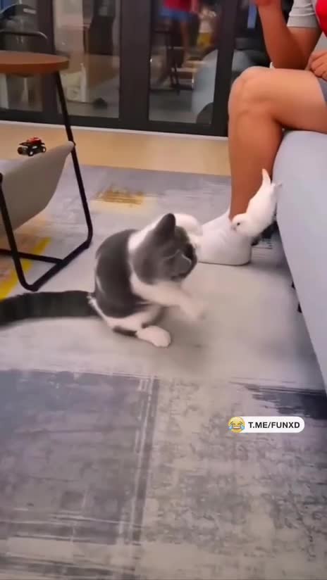 На удушaющий взял😁
