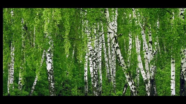Есенин "Белая берёза" 1913 год