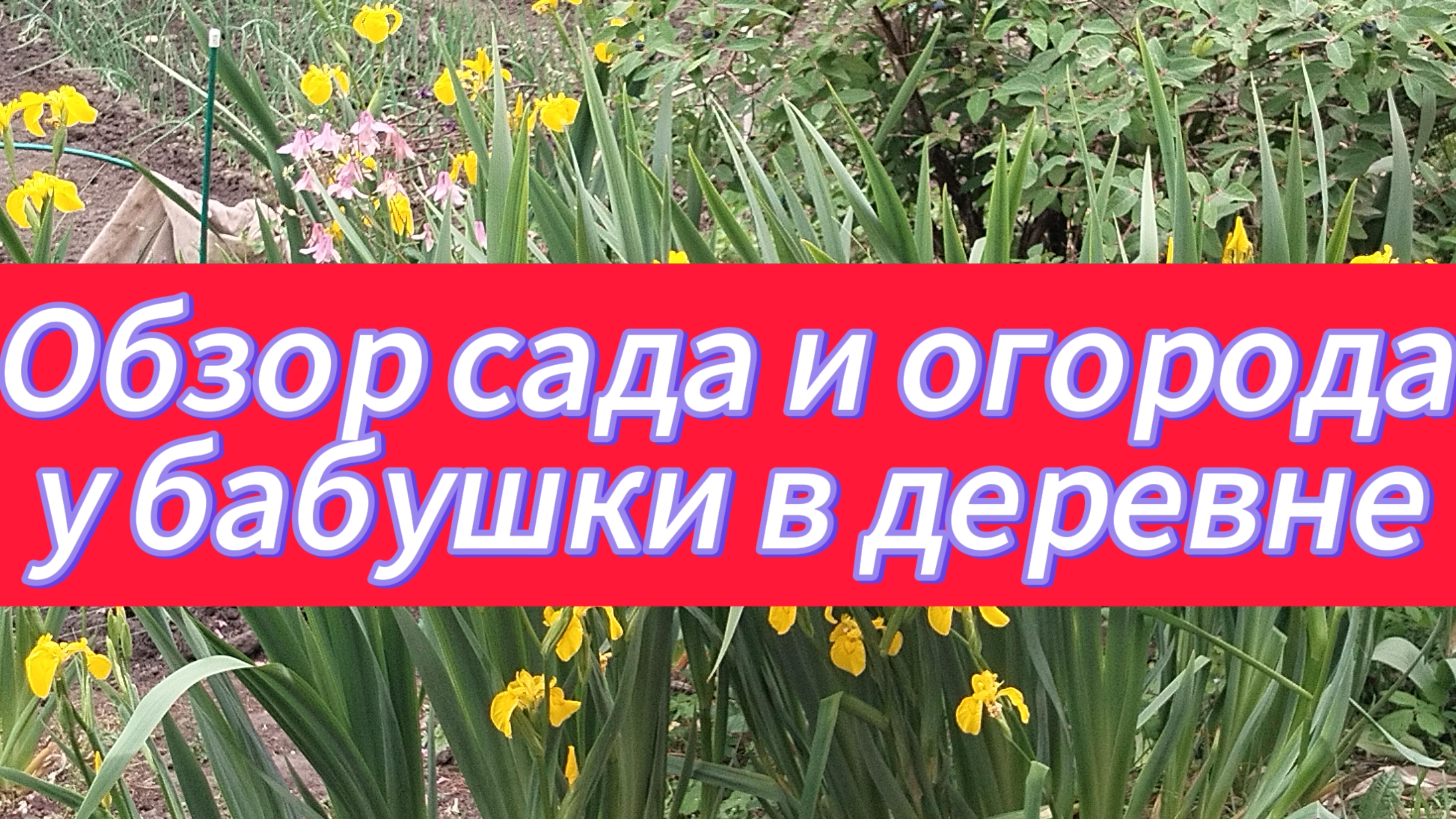 Обзор сада и огорода у бабушки в деревне 30 мая 2025 года