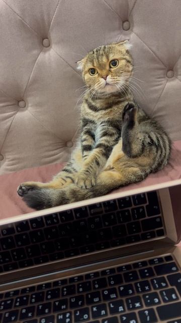 Шотландская вислоухая кошечка 🐈🐱