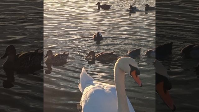 Городской парк, озеро...             Горячий Ключ