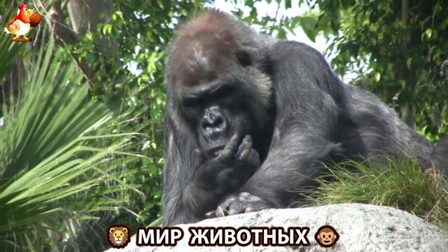 Животный мир планеты – красота и грация созданий Природы 🦁🦚🐵 Выпуск (78) 🐻🦉🦝