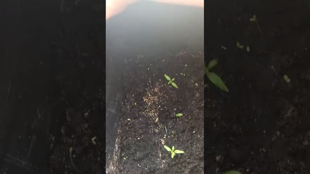 огород на подоконнике спустя 2 недели