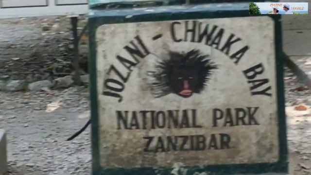 Zanzibar (Занзибар) 2025 - Раскрыты секреты Красных Колобусо?