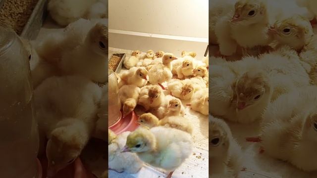 Индюшата Хайбрид Конвертер, Канада. Вылупление.