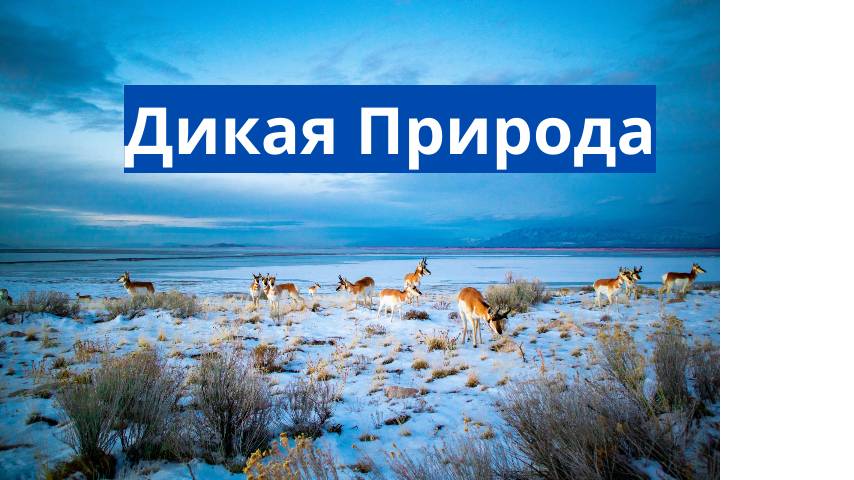 Путешествие в мир дикой природы