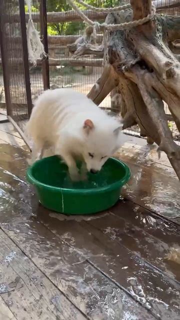 👀 Енотовидная собака Каспер из ульяновского зоопарка начинает утро с водных процедур