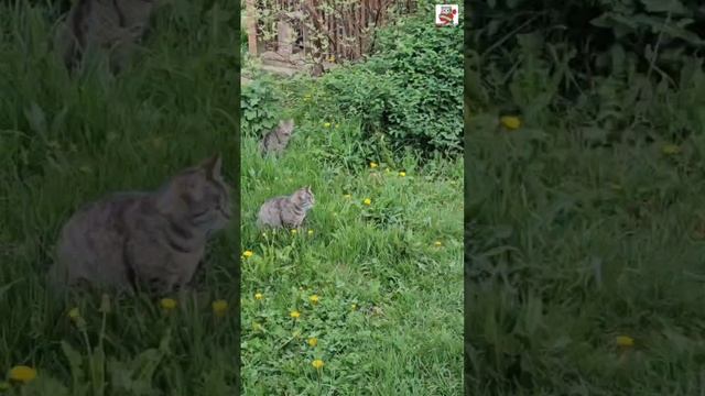 Вечерняя прогулка 🌞😻❤️🐶🏡