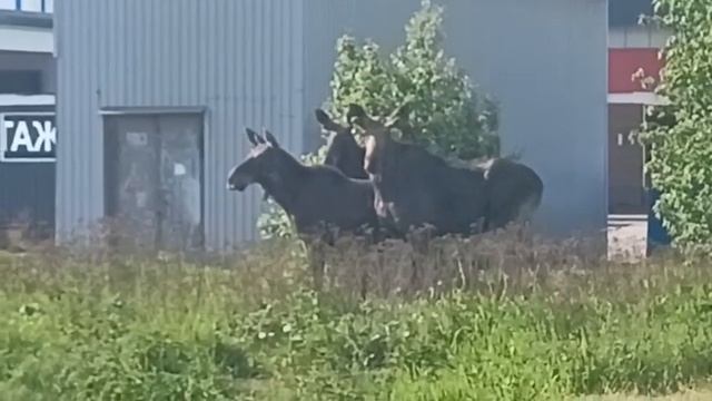 Нашествие лосей продолжается