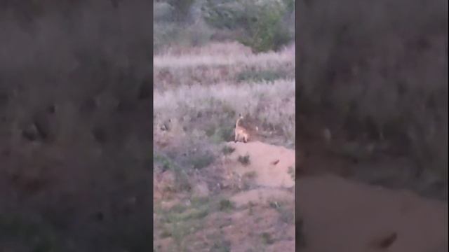 Малышки Лисички🦊
