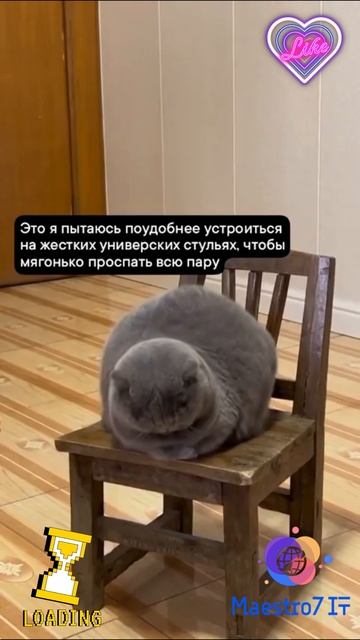 💻 Университетские стулья - они такие ...