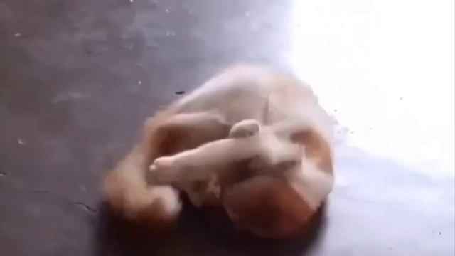 Узпокоичка