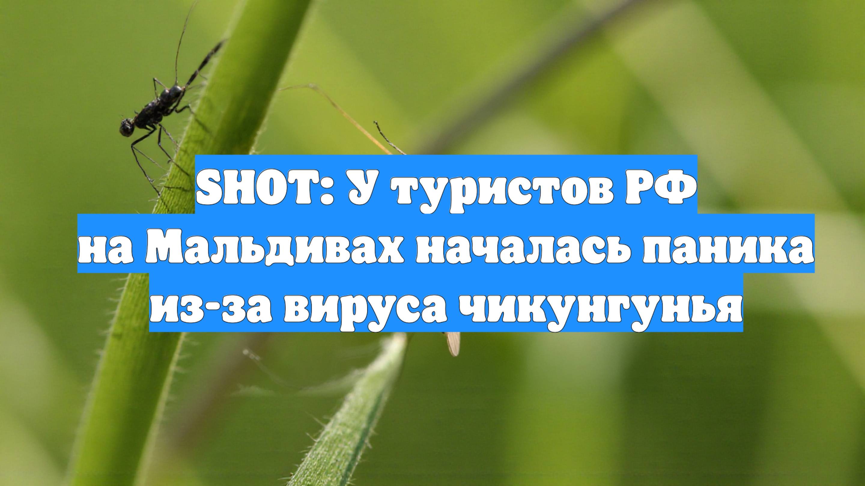 SHOT: У туристов РФ на Мальдивах началась паника из-за вируса чикунгунья