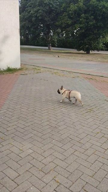 @bulldog_migel Лучшее время для пробежки