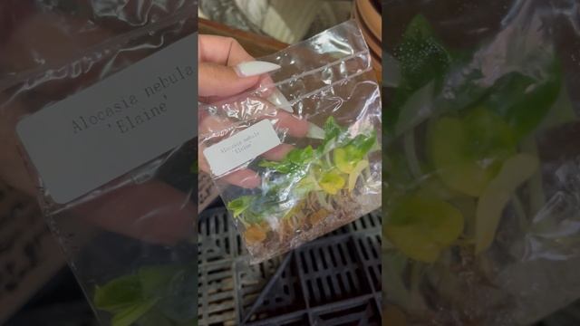 Распродажа микроклонов в 3 дня
