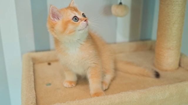 британская золотая шиншилла мальчик