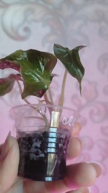 VID_20250531_160729.mp4