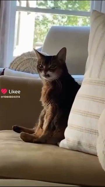 А я сделаю вот так и мне разрешат 🤣 #Аясделаювоттак #котики #юмор