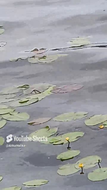 1000056511.mp4