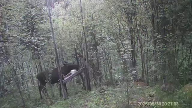 Фотоловушка сиголеток солонец