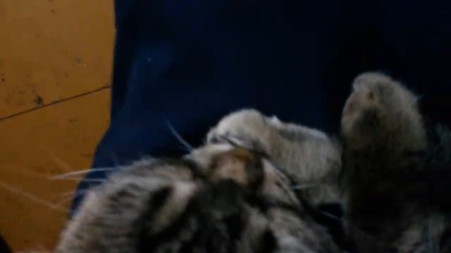 Кот прикольно сосет лапу.