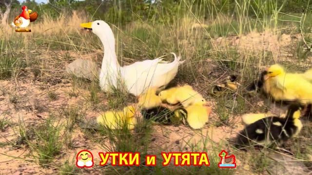 Утки с Утятами гармония во дворе 🦆🤗❣️(31)
