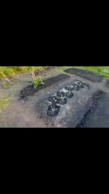 Обычные дела на огороде