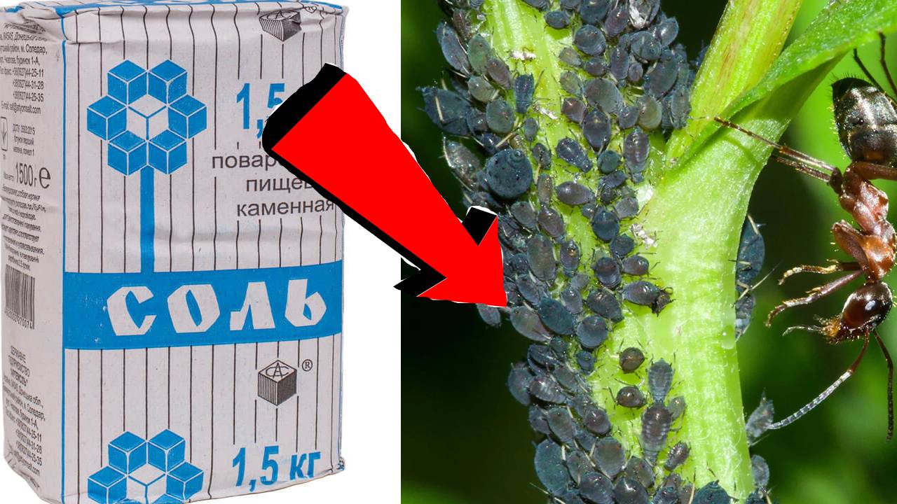 Как избавиться от тли За 3 Секунды...!!!..!!!..!!!