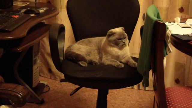 Жизнь Кота (ускоренно)