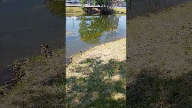 ещё одно видео с утками они уже подросли
