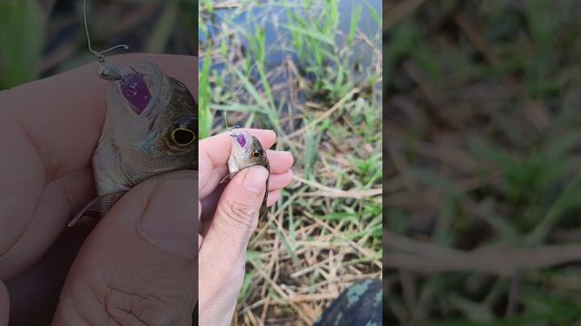 Проходная рыбалка на мормышинг.