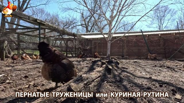 Куры несушки свободного выгула и их обычная куриная рутина – эпизод (382)