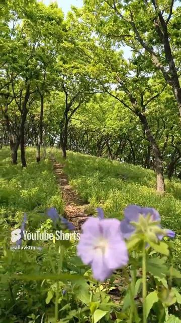 Лютики-ромашки