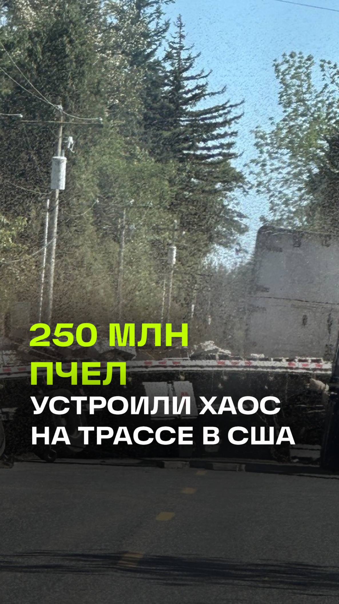 Авария грузовика с пчелами в США: 250 миллионов насекомых на свободе