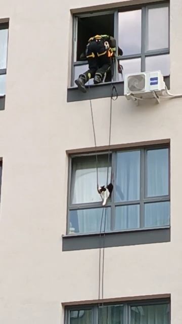 🐈В Новой Москве спасли кошку, которая застряла в форточке и отчаянно мяукала на весь двор🐈