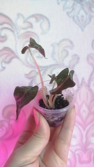 VID_20250531_160547.mp4