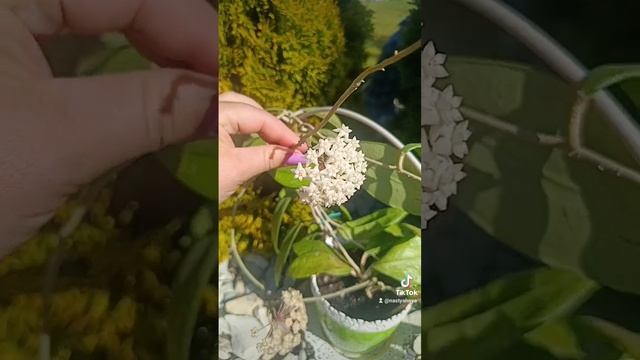 Цветение хойи