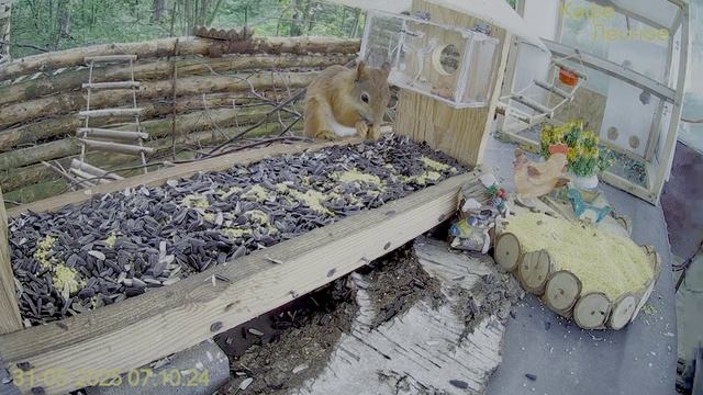 Ранний завтрак- белочки уже друг за другом бегут