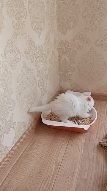Снежный Барс
