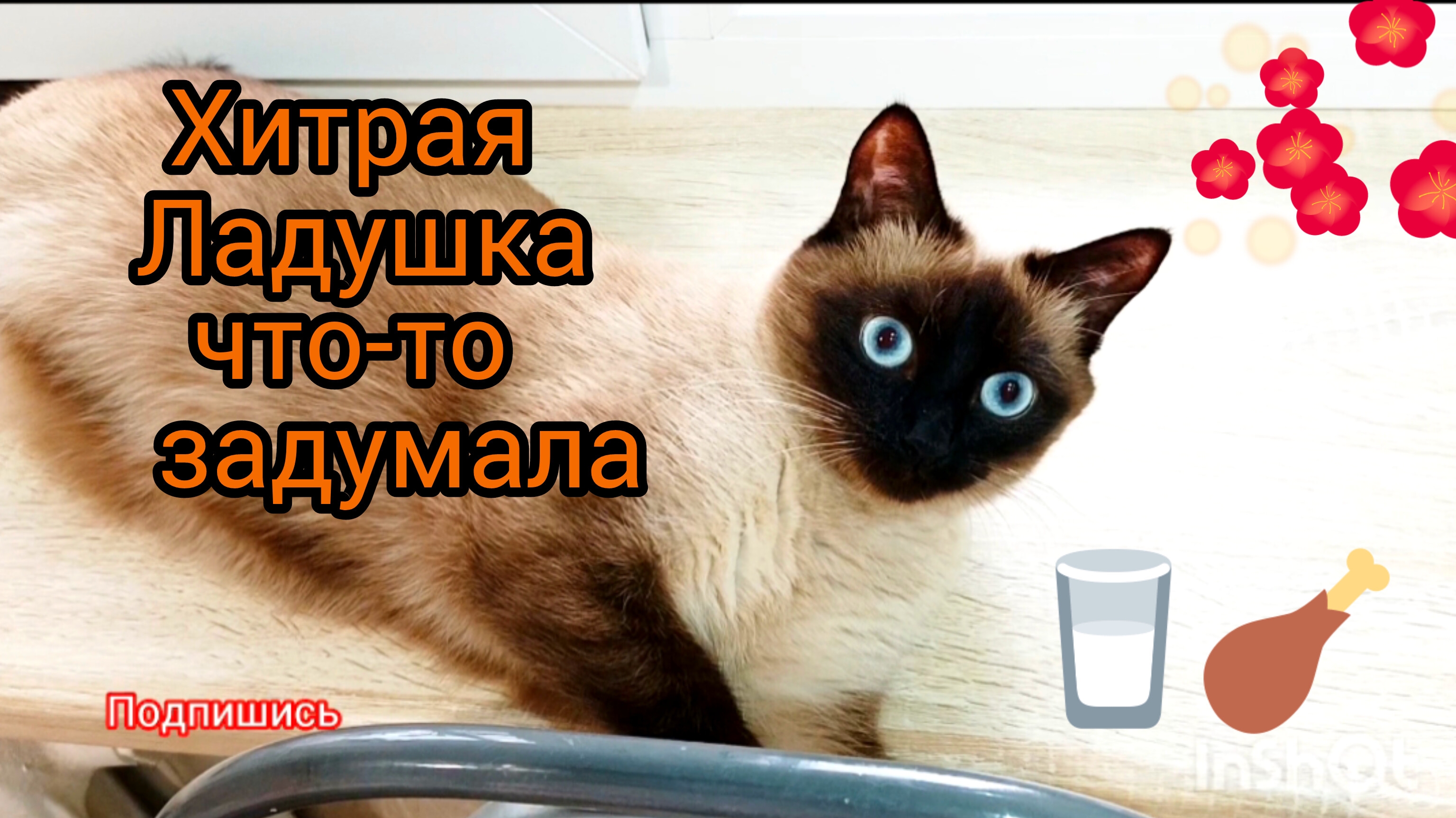 Хитрая😴кошка🐱Ладушка‼️ #прикольные кошки #смешныекоты #котики #кошка Ладушка