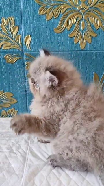 Персидский котёнок