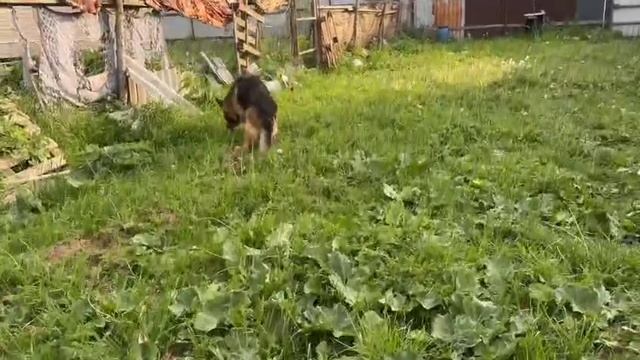 Арчи