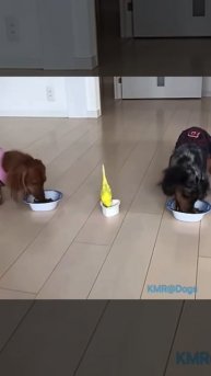 Главная «собака»🦜 спешит на завтрак😋😂 ( видео про собак и попугаев )