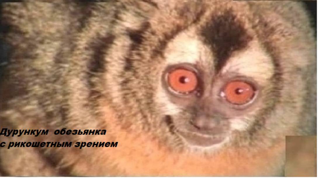 2-1++  Экзотическая сенсорика  Тапетум Дурункум Нирвал