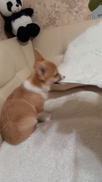 Меня зовут Джексон! Приветик🐕🦴