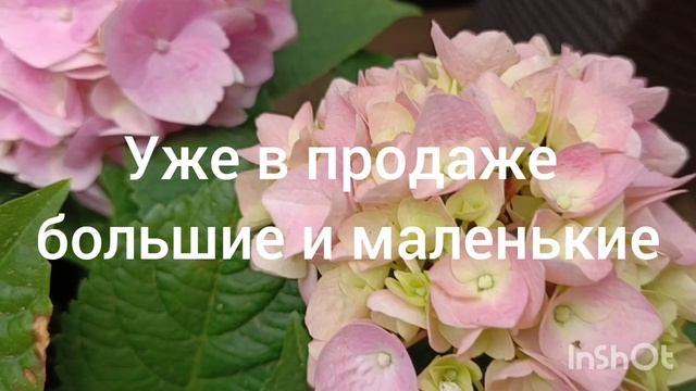 Ball Pink полный роспуск 🌺🌿😍
