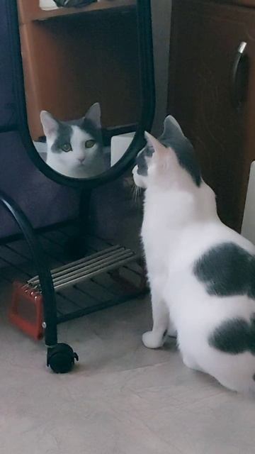 котик Кабанчик