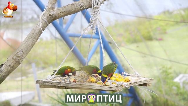 Мир птиц – красота и грация пернатых созданий Природы 🦩🦚🦜 Выпуск (170) 🦉🐦🐤