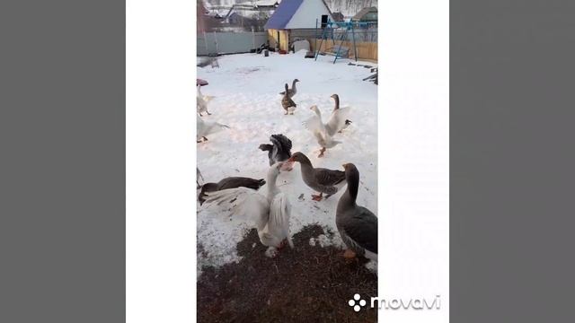 Гуси танцуют!💃